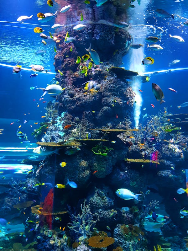 Explore the Vibrant City of Singapore With Pacific Tours